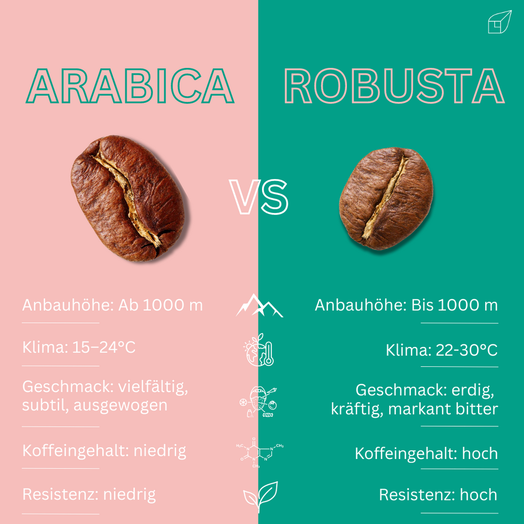 Arabica vs Robusta