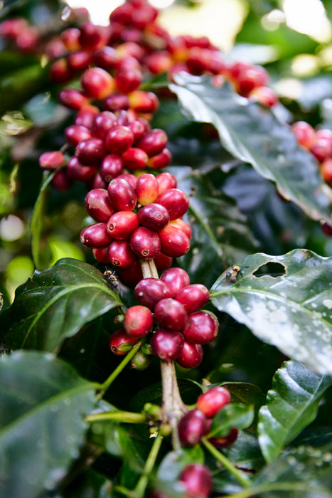 Finca San José Filter