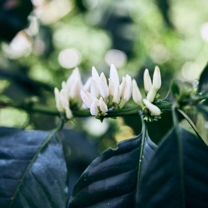 Finca San José Filter - Kaffeekirsche Roastery