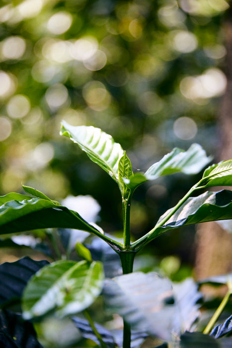 Finca San José Filter