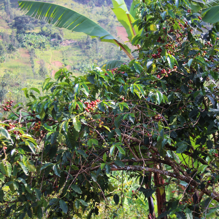 Turaco Filter