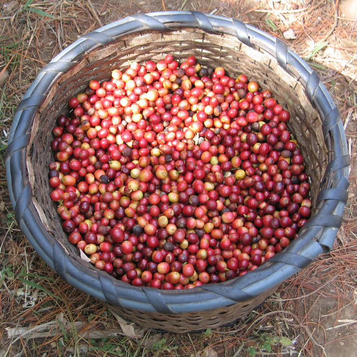 Flor de Itabo Espresso