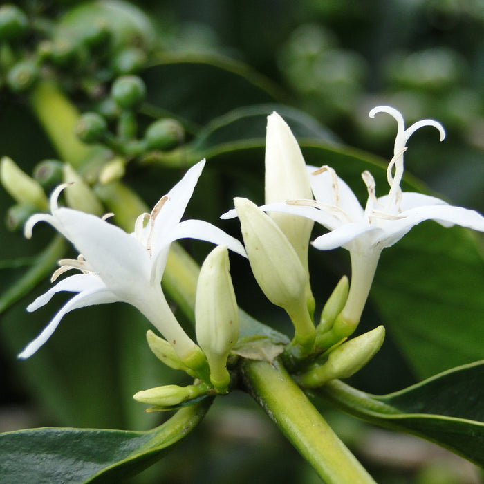 Flor de Itabo Espresso