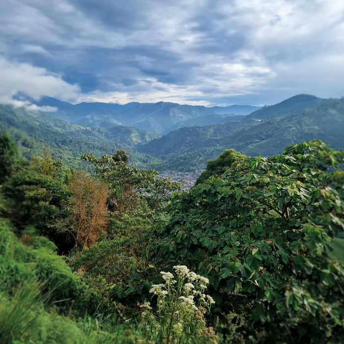 Popayan Reserve Decaf