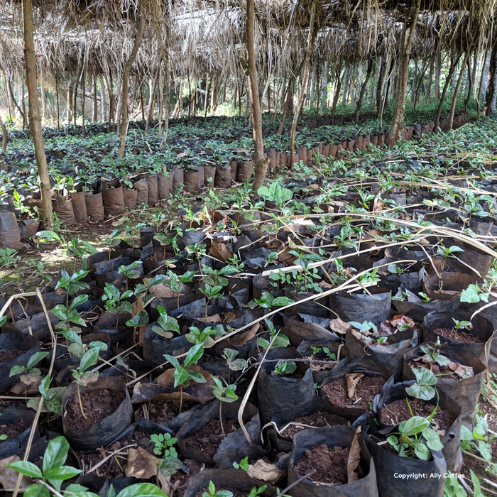 Sidamo Acacia Filter