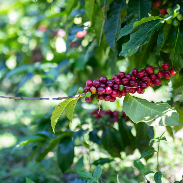 Finca Medina Espresso Natural