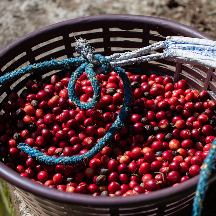 Finca Medina Espresso Natural