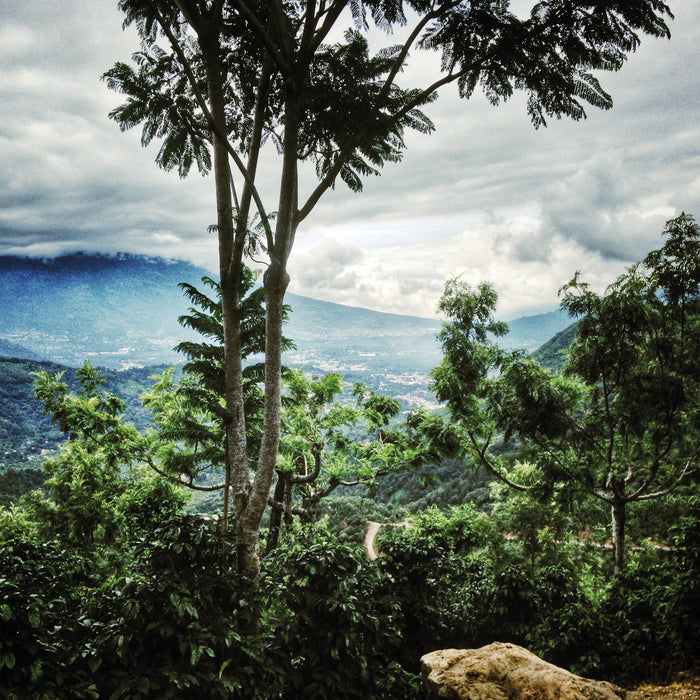 Finca Medina Espresso Natural